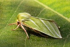Green Silver-Lines Moth - Pseudoips prasinana