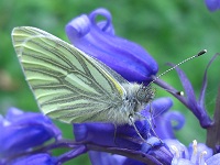 Green-veined White Butterfly - Pieris napi