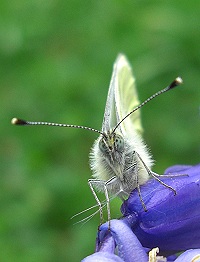 Green-veined White Butterfly - Pieris napi
