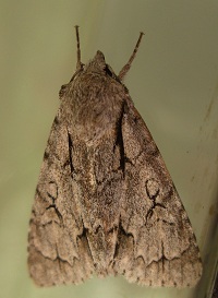 Grey Dagger Moth - Acronicta psi