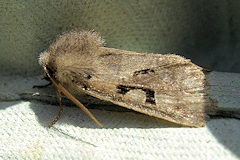 Hebrew Character Moth - Orthosia gothica