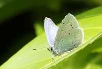 Holly Blue Butterfly - Celastrina argiolus