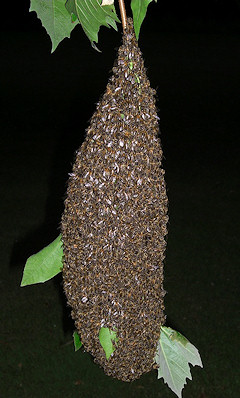 Honey Bee Swarm - Apis mellifera