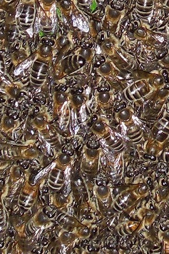Honey Bee - Apis mellifera