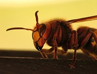 Hornet - Vespa crabro