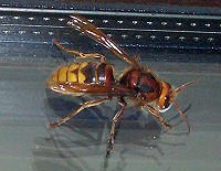 Hornet - Vespa crabro