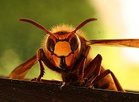 Hornet - Vespa crabro