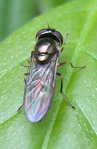 Hover Fly - Platycheirus sp