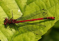 Large Red Damselfly - Pyrrhosoma nymphula