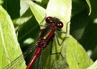 Large Red Damselfly - Pyrrhosoma nymphula