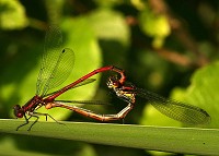 Large Red Damselfly - Pyrrhosoma nymphula