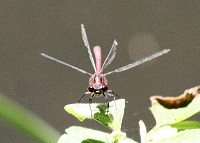Large Red Damselfly - Pyrrhosoma nymphula