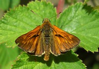 Large Skipper Butterfly - Ochlodes venatus - Male