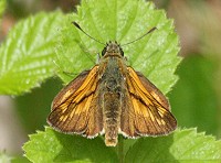 Large Skipper Butterfly - Ochlodes venatus - Female