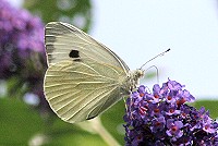 Large White Butterfly - Pieris brassicae