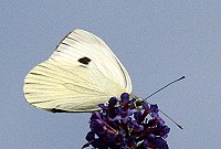 Large White Butterfly - Pieris brassicae