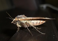 Large Yellow Underwing Moth - Noctua Pronuba