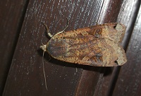 Large Yellow Underwing Moth - Noctua Pronuba