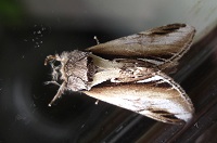 Lesser Swallow Prominent - Pheosia gnoma