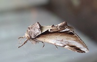 Lesser Swallow Prominent - Pheosia gnoma