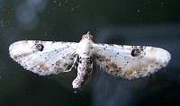 Lime-Speck Pug - Eupithecia centaureata