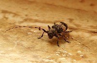 Longhorn Beetle - Leiopus nebulosus