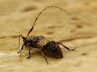 Longhorn Beetle - Leiopus nebulosus