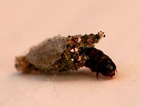 Case-bearing Moth - Luffia Ferchaultella Larva