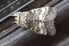 Lunar Marbled Brown Moth - Drymonia ruficornis