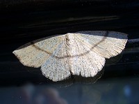 Maiden's Blush Moth - Cyclophora punctaria