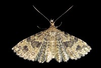 Many-plumed Moth - Alucita hexadactyla