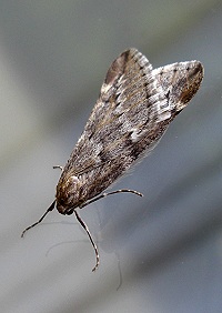 March Moth - Alsophila aescularia