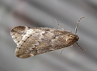 March Moth - Alsophila aescularia