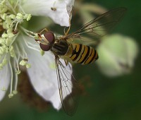 Marmalade Hover Fly - Episyrphus balteatus