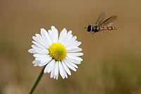 Marmalade Hover Fly - Episyrphus balteatus