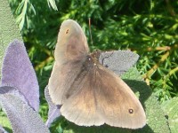 Meadow Brown Butterfly