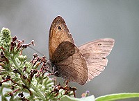 Meadow Brown Butterfly