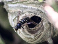 Median Wasp - Dolichovespula media