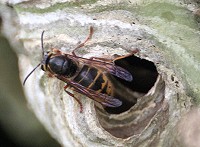 Median Wasp - Dolichovespula media