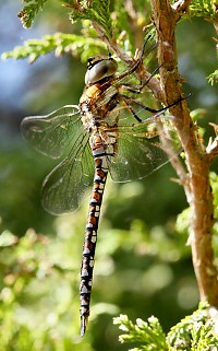 Migrant Hawker - Aeshna mixta