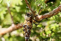 Brown Hawker - Aeshna grandis