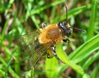 Mining Bee - Andrena Fulva