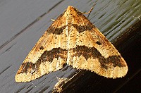 Mottled Umber Moth - Erannis defoliaria