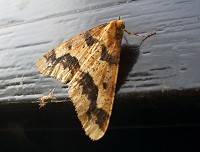Mottled Umber Moth - Erannis defoliaria