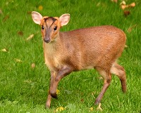 Muntjac deer - Muntiacus reevesi