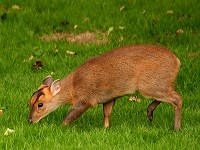 Baby Muntjac deer - Muntiacus reevesi