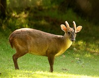 Muntjac deer - Muntiacus reevesi