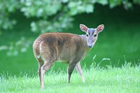Muntjac deer - Muntiacus reevesi