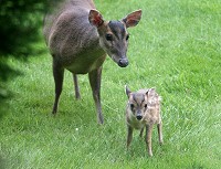 Muntjac deer - Muntiacus reevesi