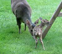 Muntjac deer - Muntiacus reevesi